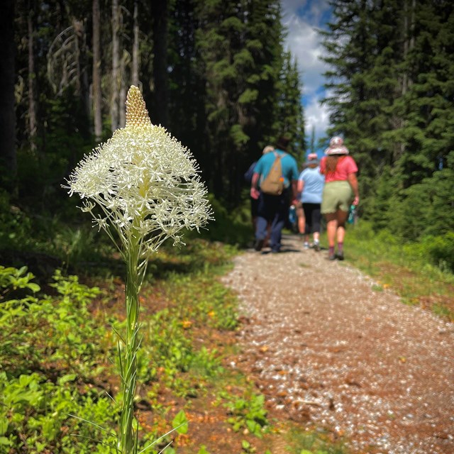 flower on a hiking trail