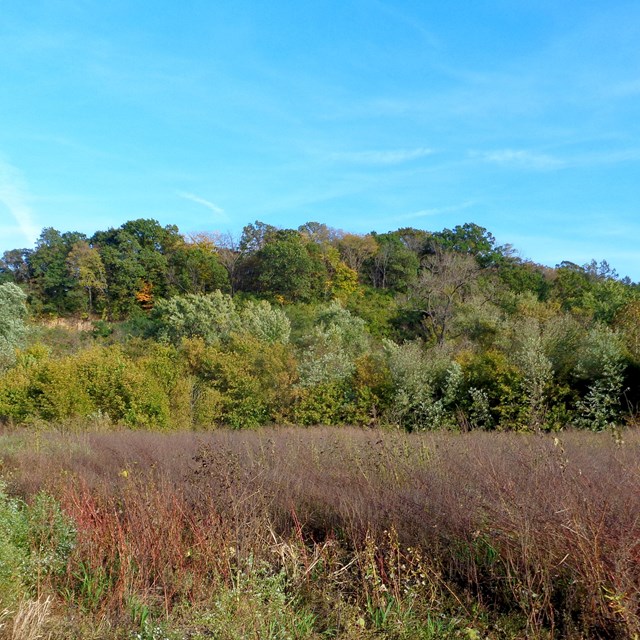 Forest with Charbonier Bluff in the background