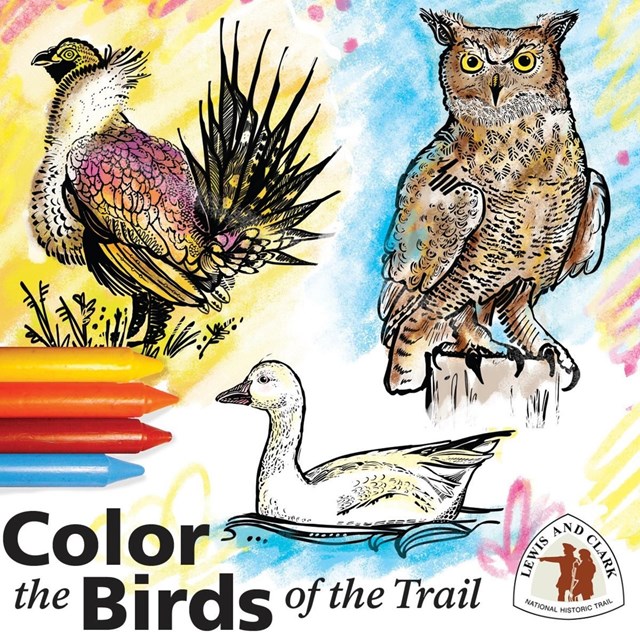 color the trail graphic with line drawings of birds