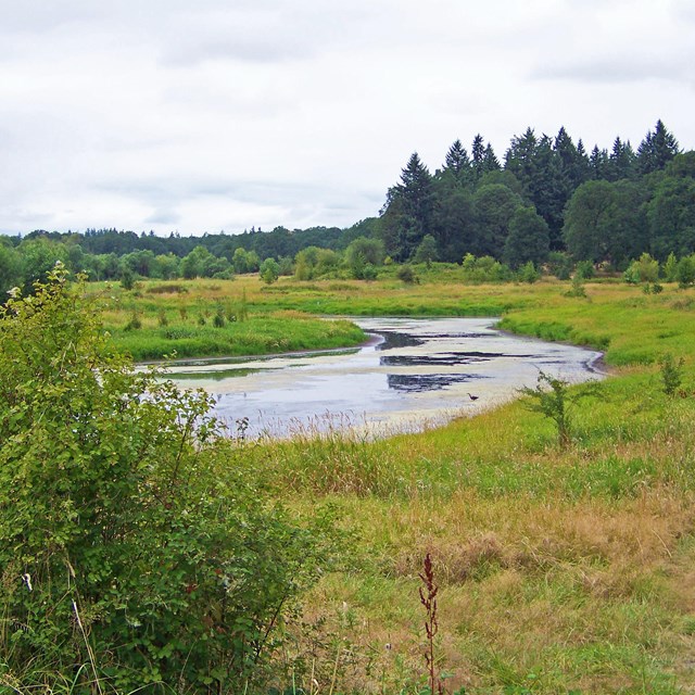 Water with green grass surrounding