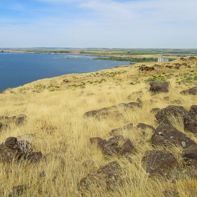 Yellow grasses overlooking river