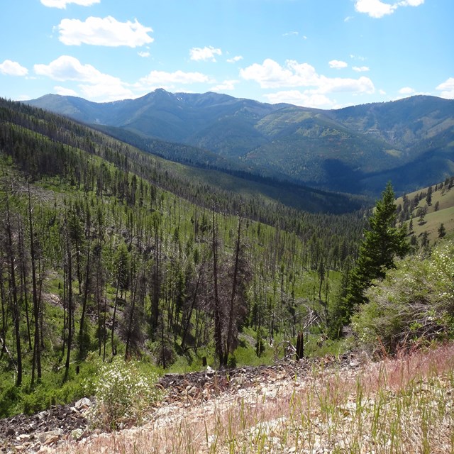 Evergreen trees on mounain