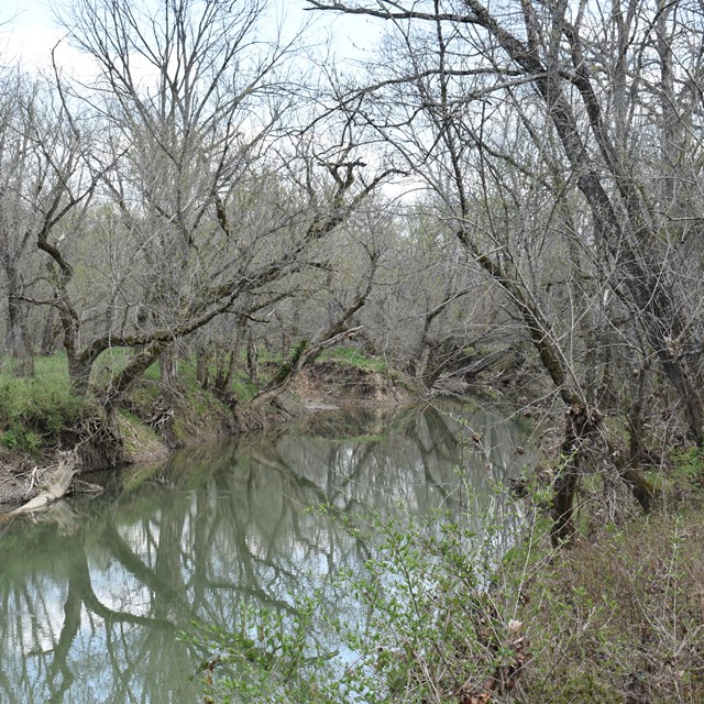  wooden area near bog