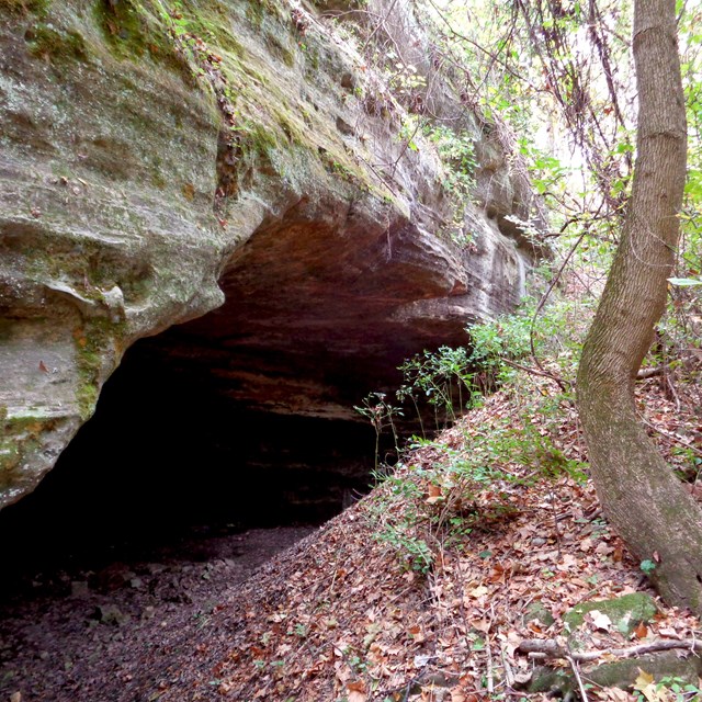 Rock outcropping surrounded by the forest