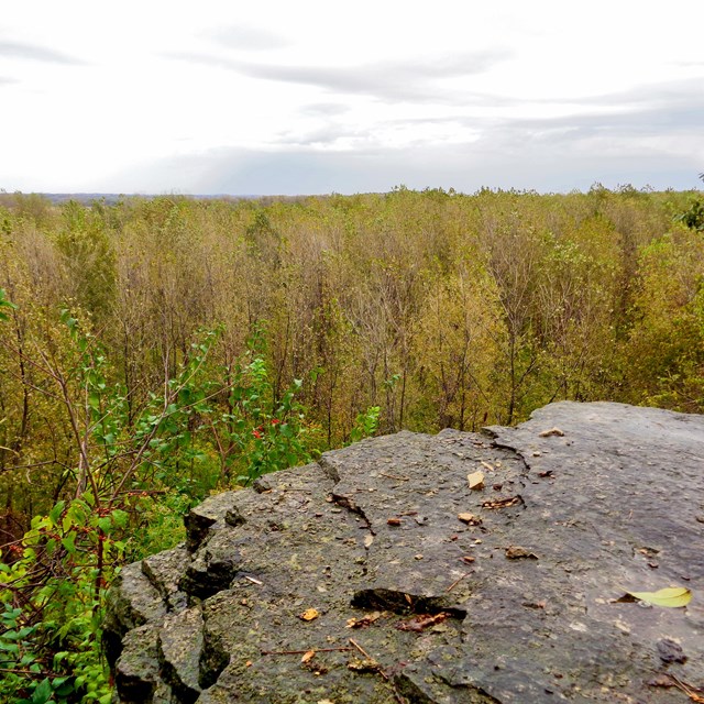 View from the top of a bluff overlooking the bottom lands. 