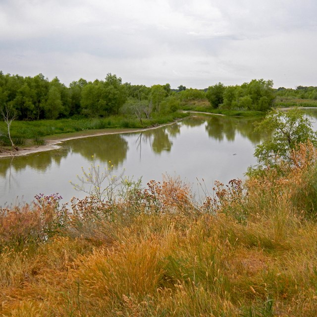 yellow grasses with river in the background