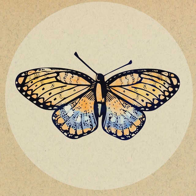 drawing of butterfly