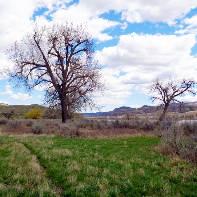 Trees and blue sky with river in background