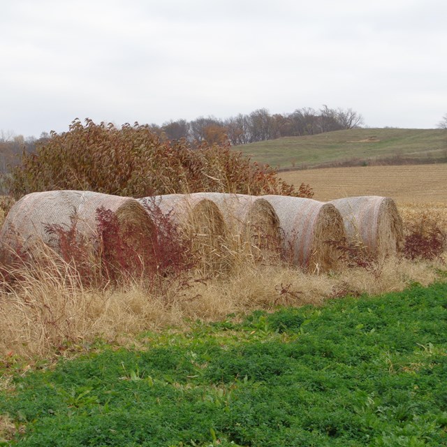 Photo of the Leary Site