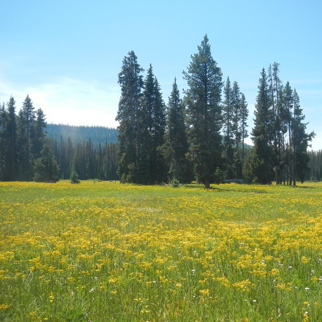 Yellow flowers in a field