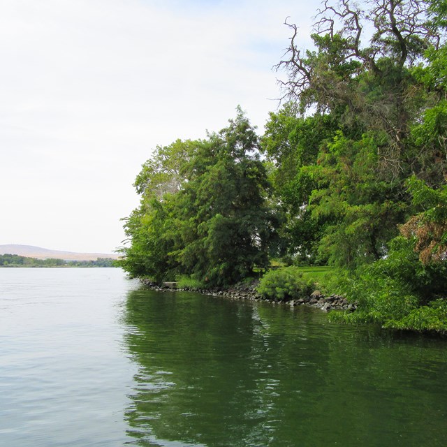 Evergreen trees on river