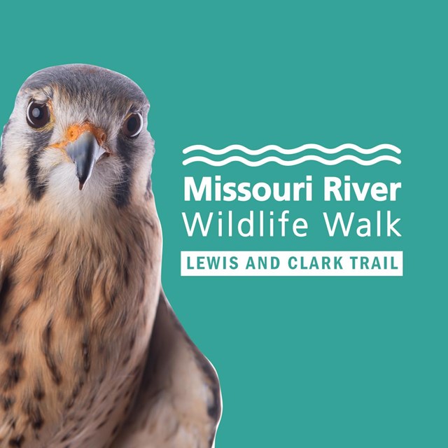 Small hawk. Missouri River Wildlife Walk logo.