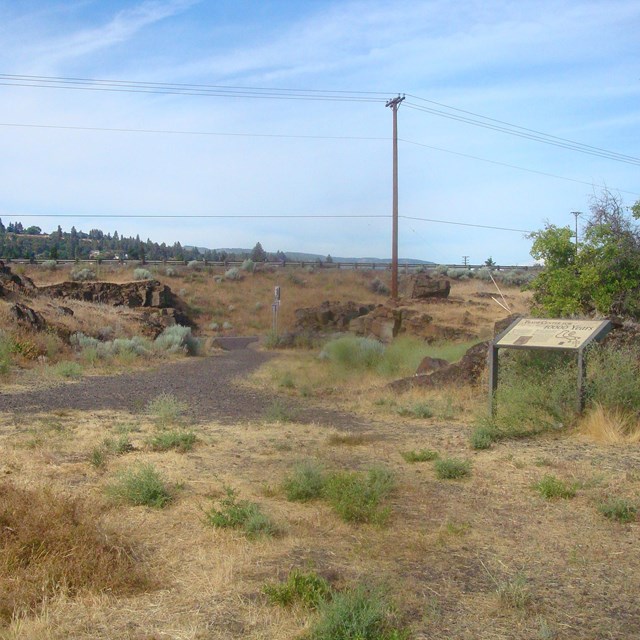 Yellow grasses and interpretive sign