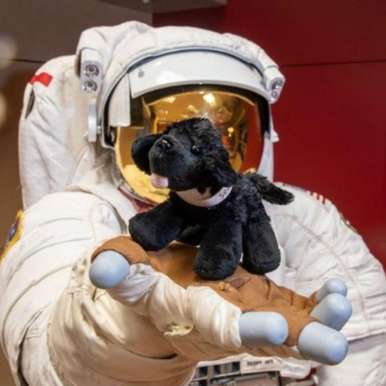 toy dog 