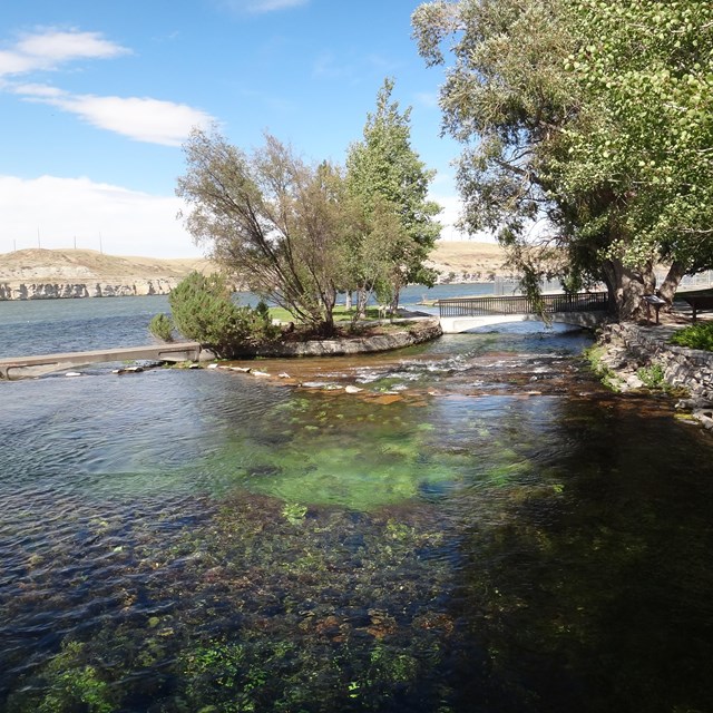 Green water with trees