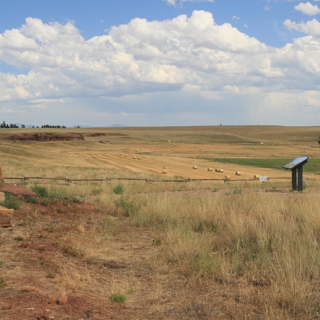 Yellow prairie grasses