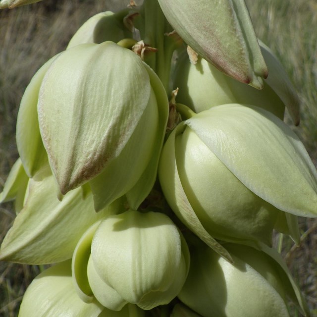 green pods of a plant