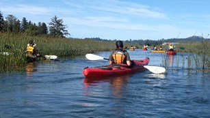 Guided Kayak tours on the Lewis and Clark River and surrounding wetlands