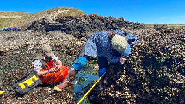 Researchers bend over to examine rocks in the intertidal zone.