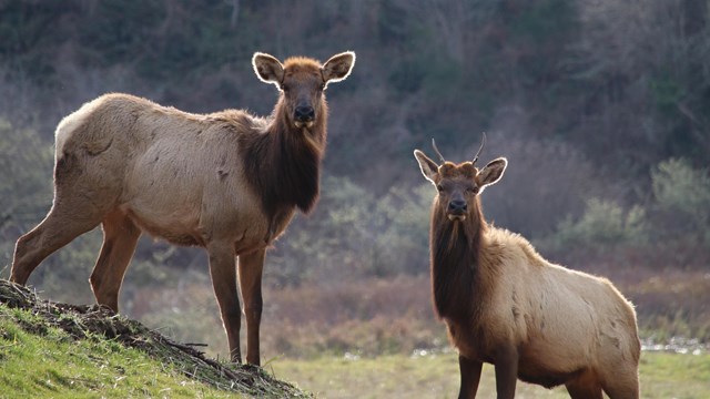 Two elk stand on a hill facing each other with their heads turned towards the camera.