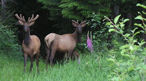 Two Roosevelt elk at the edge of a forest