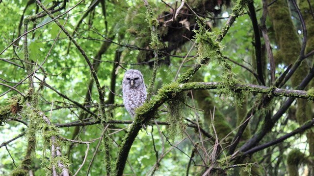 Young barred owls sits in a tree