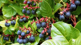 Salal berries and leaves