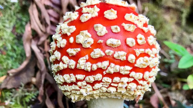 Amanita mushroom with bright red cap and a white stalk