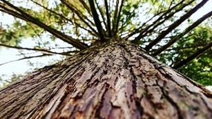 Big Tree
