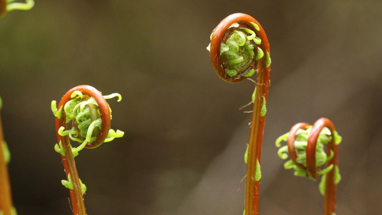 Ferns just sprouting. Brown stems and small green leaves with curled at top.
