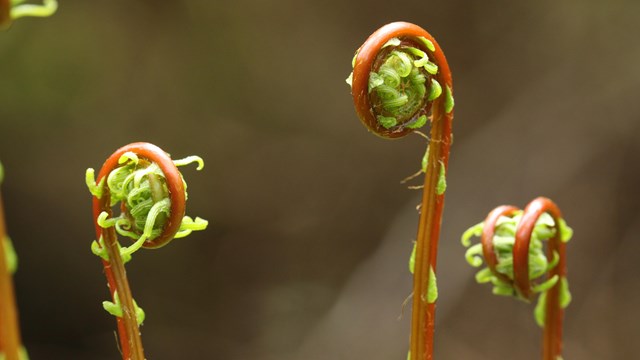 Ferns just sprouting. Brown stems and small green leaves with curled at top.