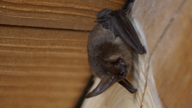 A small brown bat with large ears hangs upside down in a corner with its face towards the wall