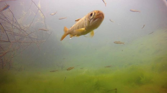 Coho fry swimming