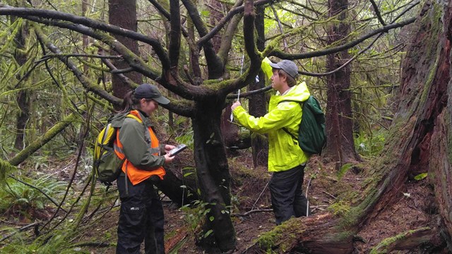 Two people in bright reflective gear and park uniforms take measurements of a tree in the forest.
