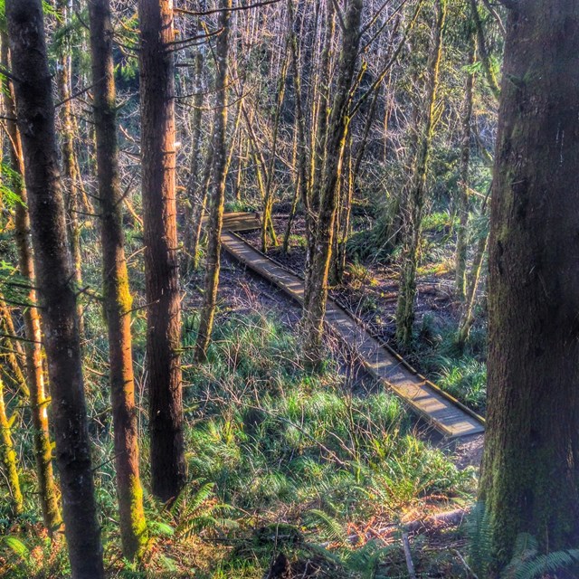 An aerial view of a boardwalk winding through a forested area