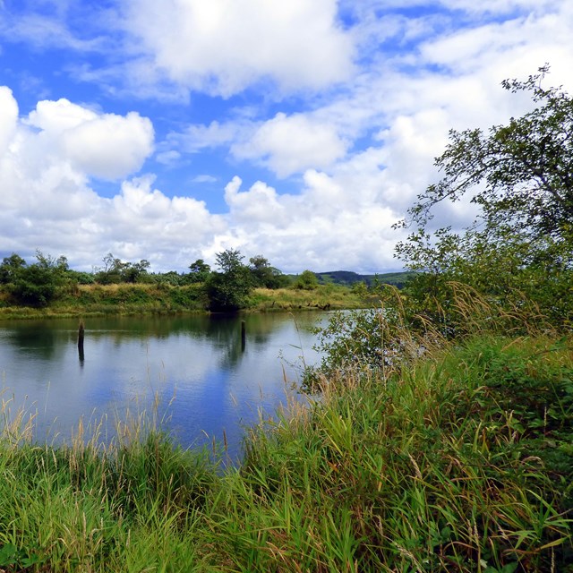 A river with blue sky and clouds in the background, and tall green grass on the banks.