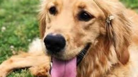 Pets are not Allowed out of Vehicles 