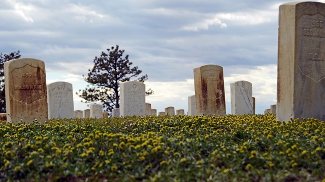 A yellow bloom covers the grass at Custer National Cemtery