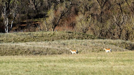 Pronghorn running across the grasslands