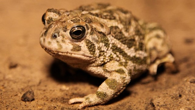 Great Plains Toad 