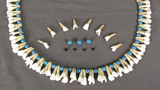 A necklace made out of pony teeth with alternating blue beads. 