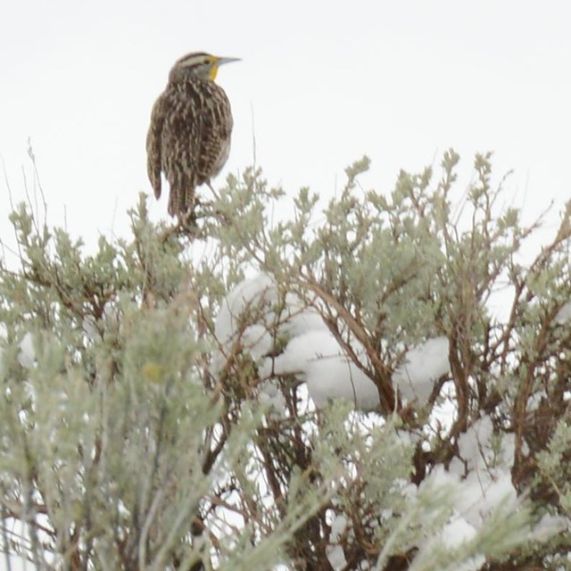 Ethical Wildlife Viewing 