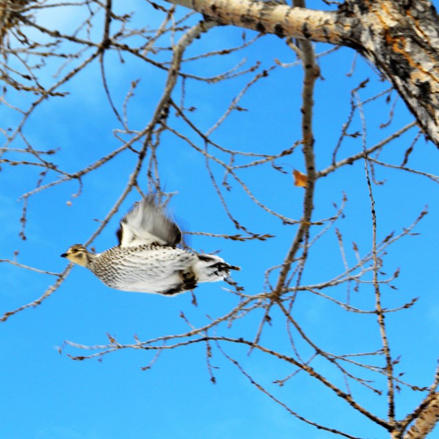 A sharp-tailed grouse takes flight.