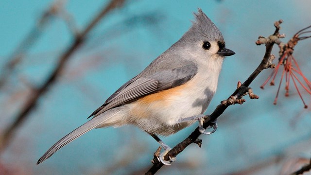 Tufted titmouse bird on branch, blue sky