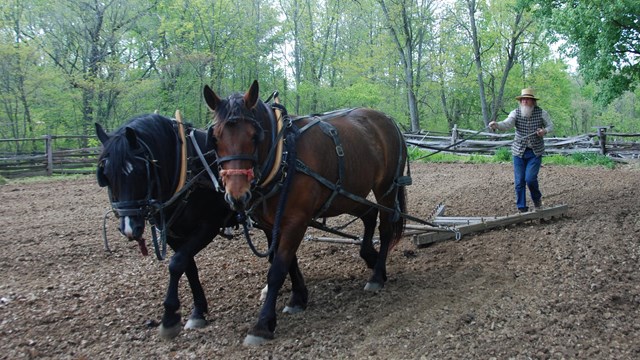 Man in pioneer clothing leading two horses and tilling ground for planting