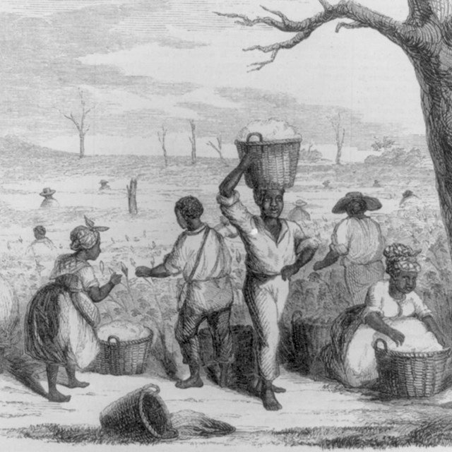 Engraving of group of slaves picking cotton in field