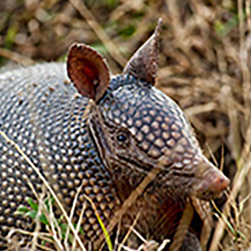 Nine-banded Armadillo article