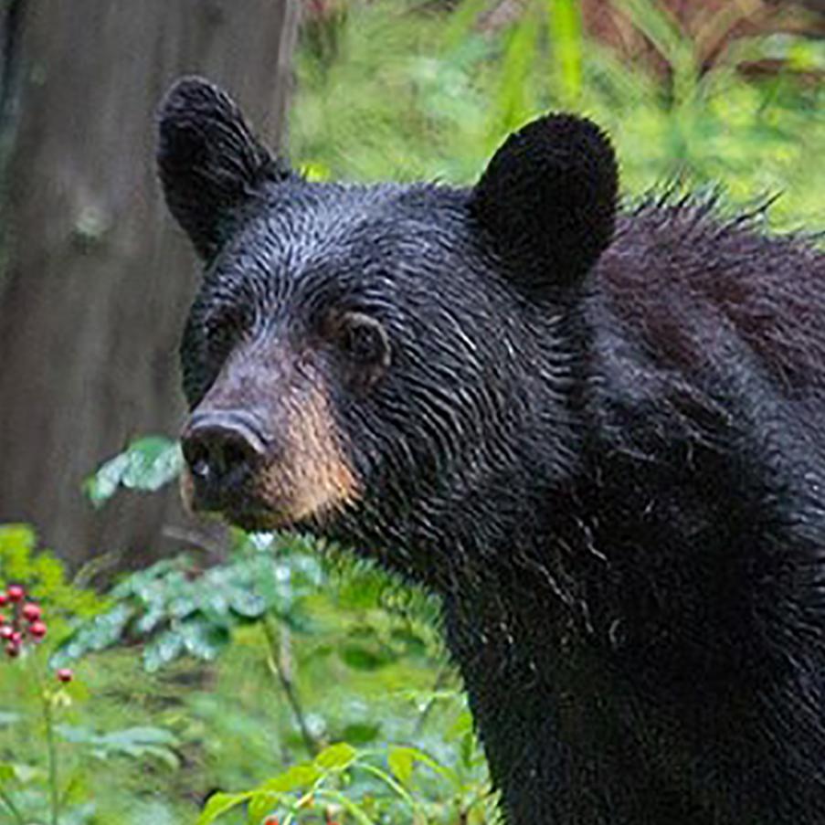 Black Bears