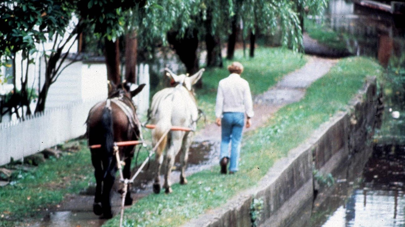 Mules pull a barge from the towpath
