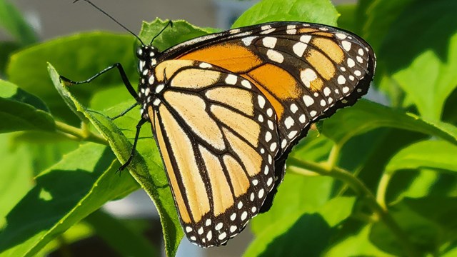 Monarch butterfly on leaves with yellow house in background